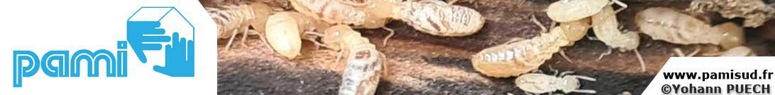Traiyement termites PAMI