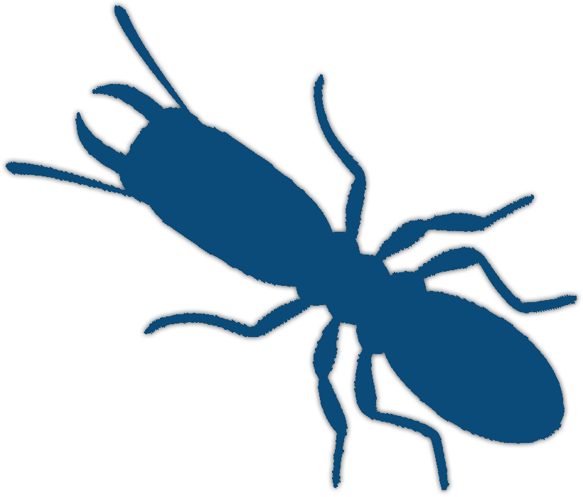 Traitement anti-termites